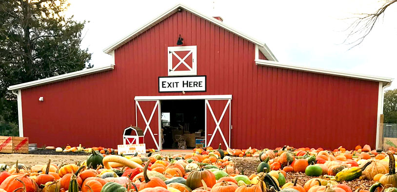 A huge pumpkin patch in front of the Donnell Century Farm red barn