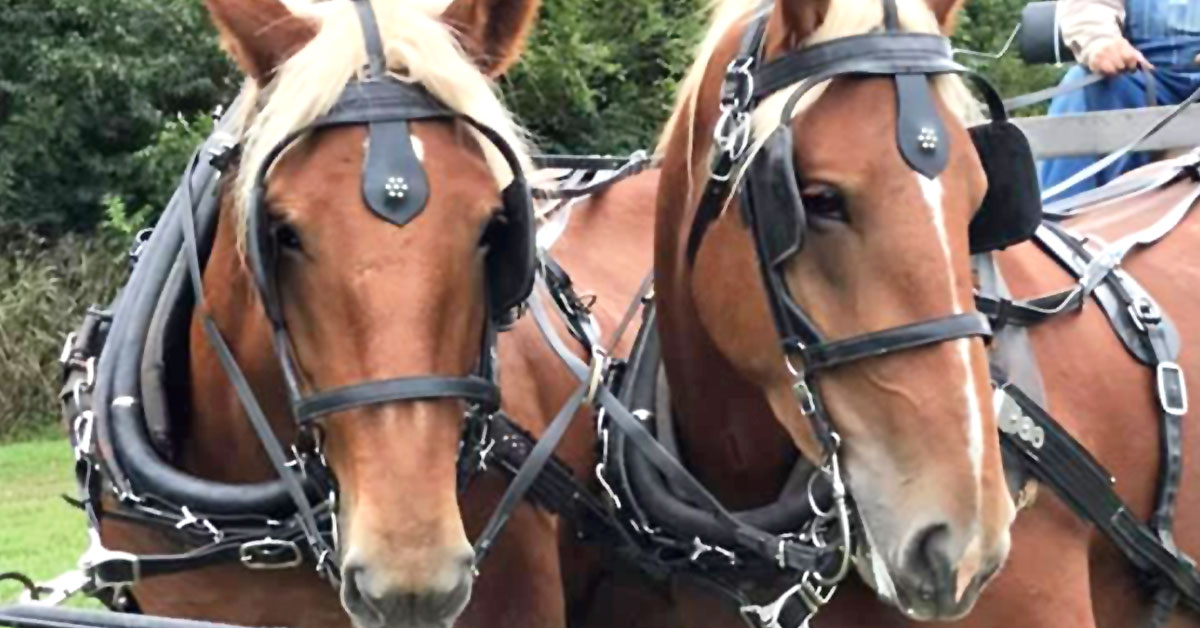 two horses pulling a hayride at niederman family farms two horses pulling a hayride at niederman family farms