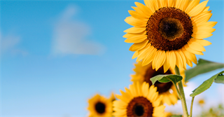 Agritourism Poised for Year-Round Growth